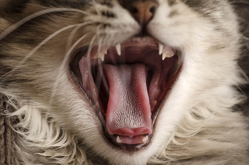 cat yawning