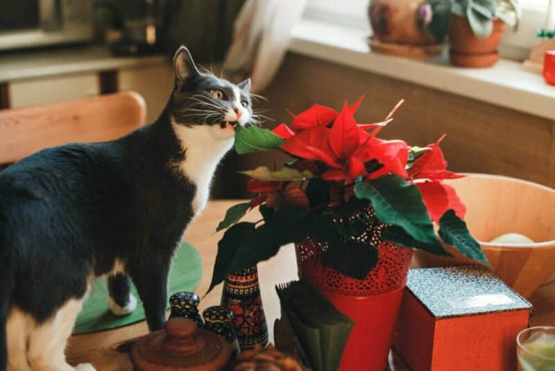 Cat biting plant poinsettia