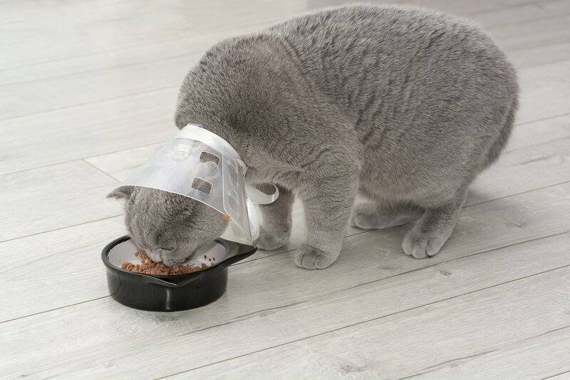 British Shorthair cat with cone eating