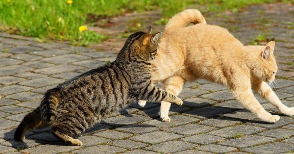 catfight