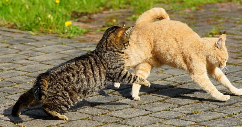 catfight