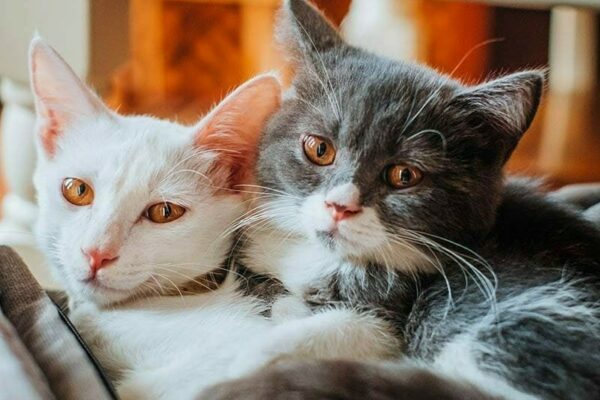 Cats Cudduling in a couch