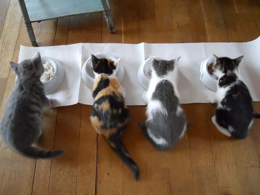 cats eating food