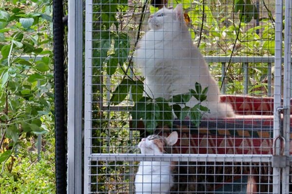Cats in a catio