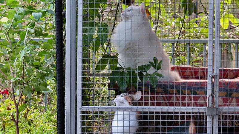 Cats in a catio