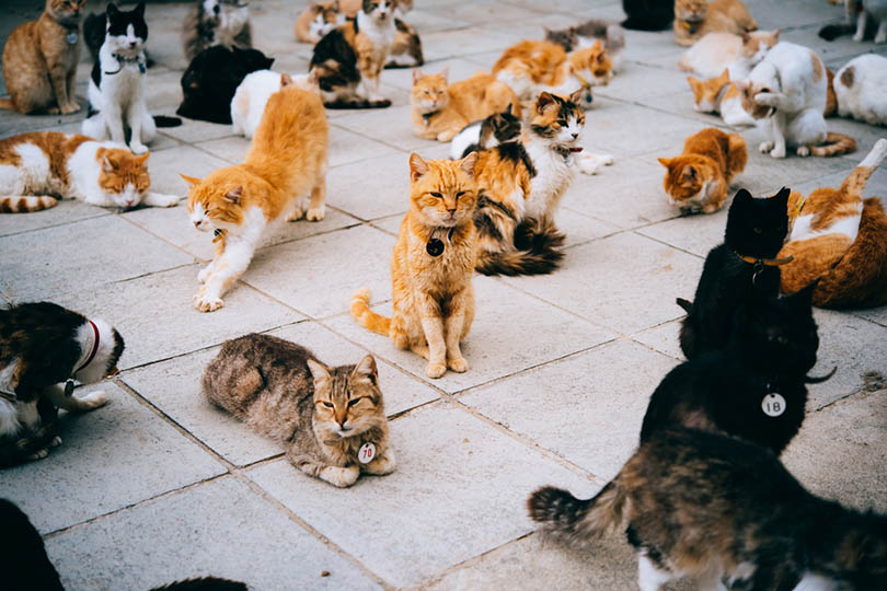 cats in animal shelter