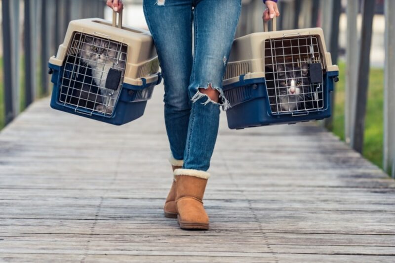 cats in cat carrier