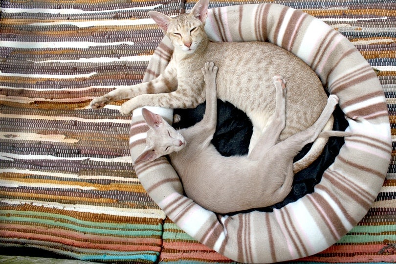 cats lying in a cat bed