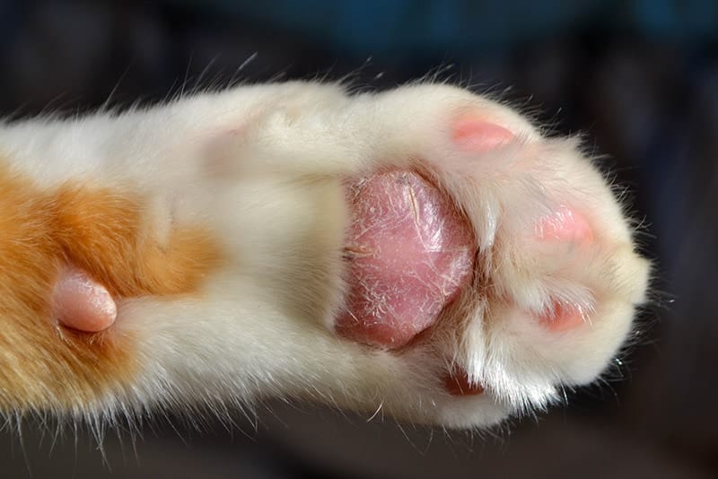 cat's paw pads peeling