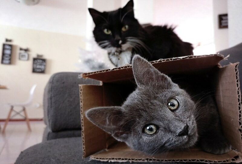 cats playing with a box