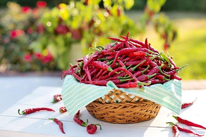 cayenne pepper in a basket outdoors