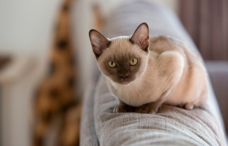 champagne burmese cat sitting at the back of the couch