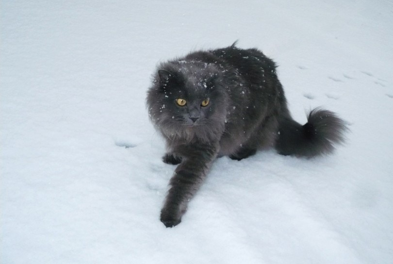 chantilly-tiffany cat in snow