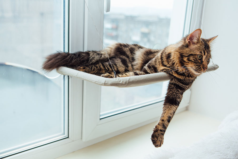 charcoal bengal cat lying