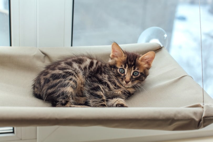 charcoal bengal kitten lying