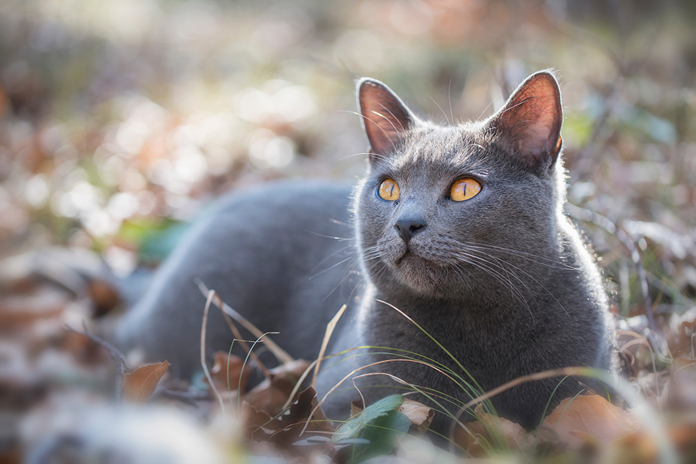 Chartreux cat lying on the ground