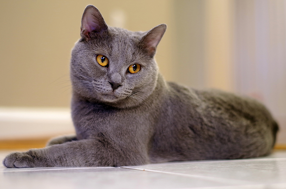 Chartreux Cat on the floor