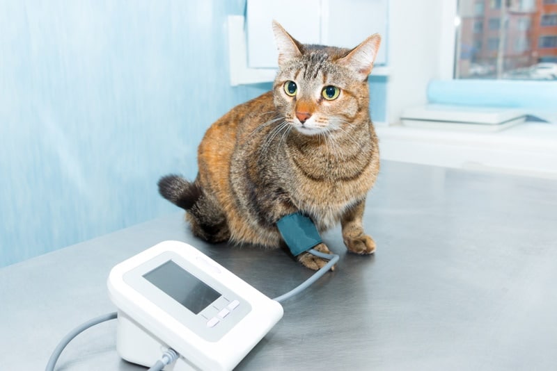 checking blood pressure of cat