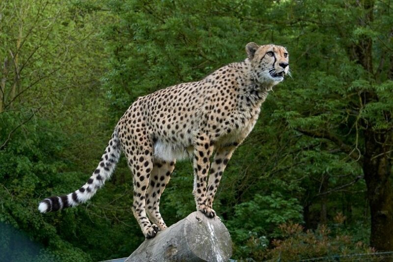 cheetah on a log