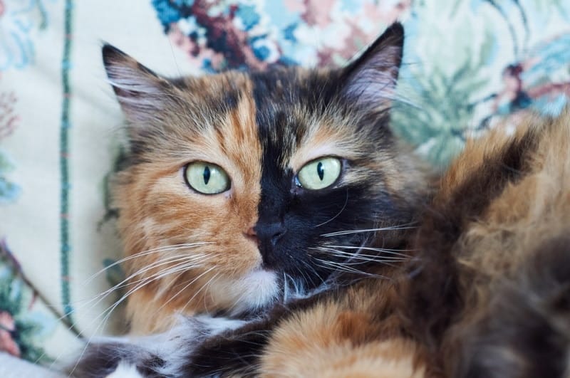 chimera cat with green eyes