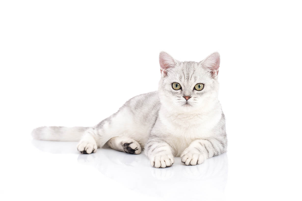 chinchilla American Shorthair