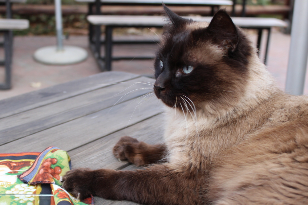 chocolate point balinese point cat