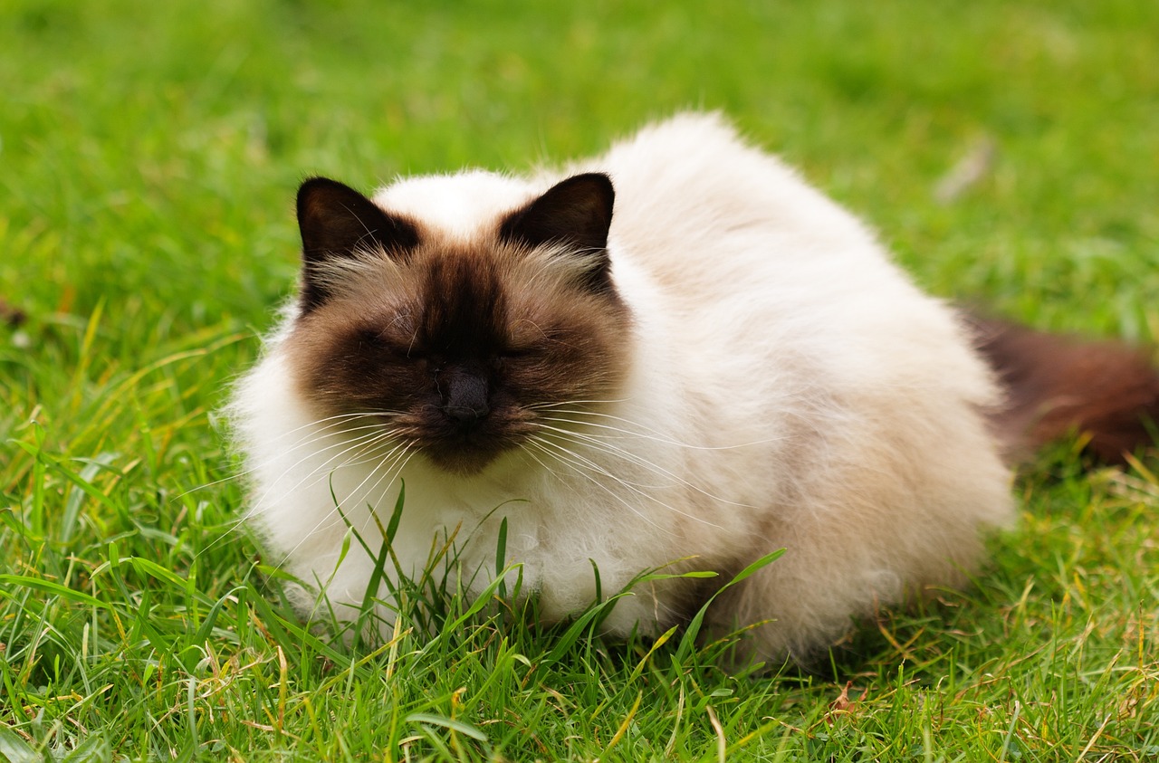 chocolate point himalayan cat lying on the grass