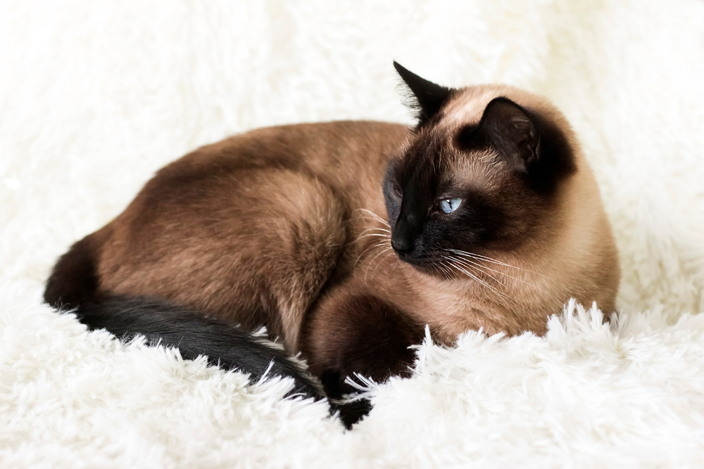 chocolate point siamese cat laying