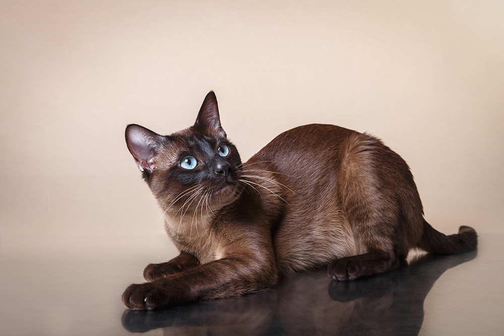 chocolate Tonkinese cat
