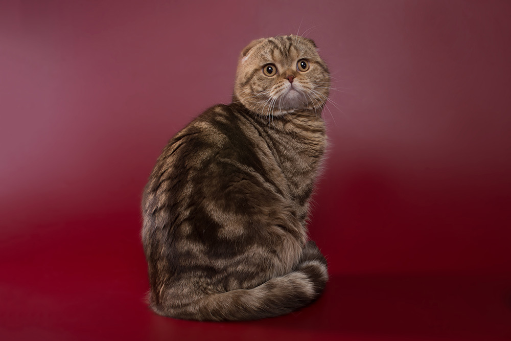 chocolated marble shorthair adult cat Scottish fold on a burgundy background