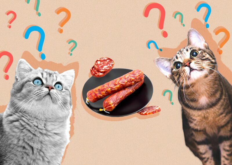 Can Cats Eat Chorizo
