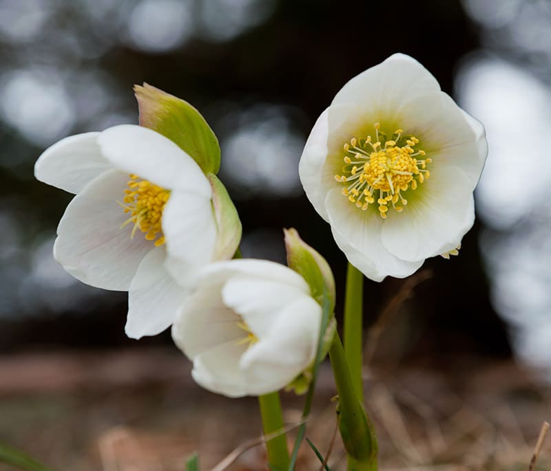 Christmas rose blooming