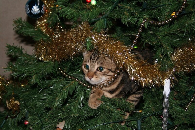 christmas tree with cat