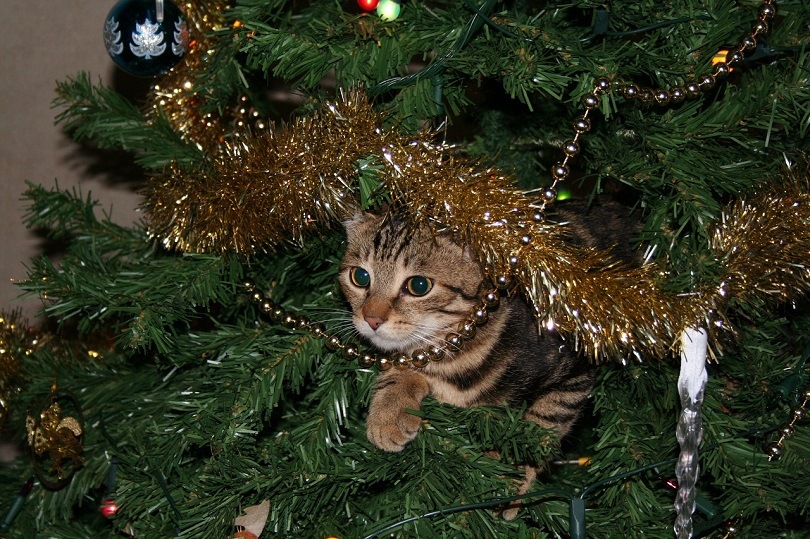 christmas tree with cat