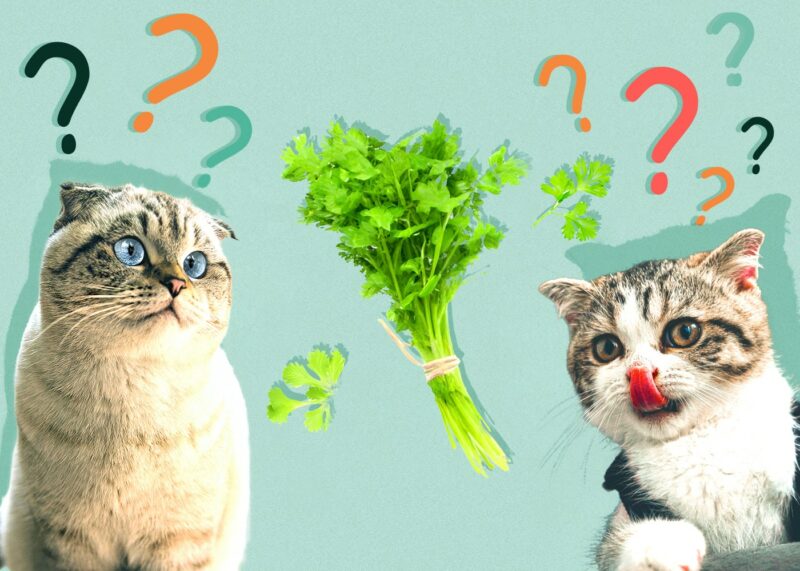 Can Cats Eat cilantro