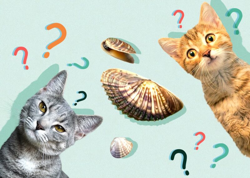 Can Cats Eat clam