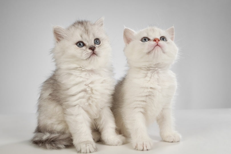 classic persian kittens