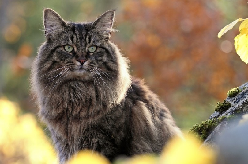 classic tabby Norwegian forest cat close up
