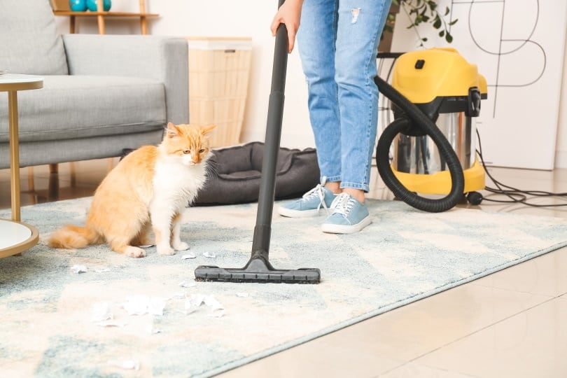 cleaning carpet