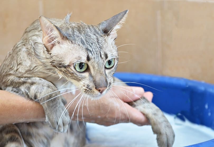 cleaning cat by shampoo on water bath