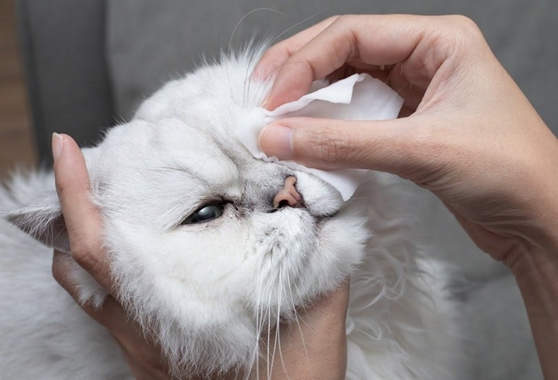 cleaning persian chinchilla cat's eyes with cotton pad