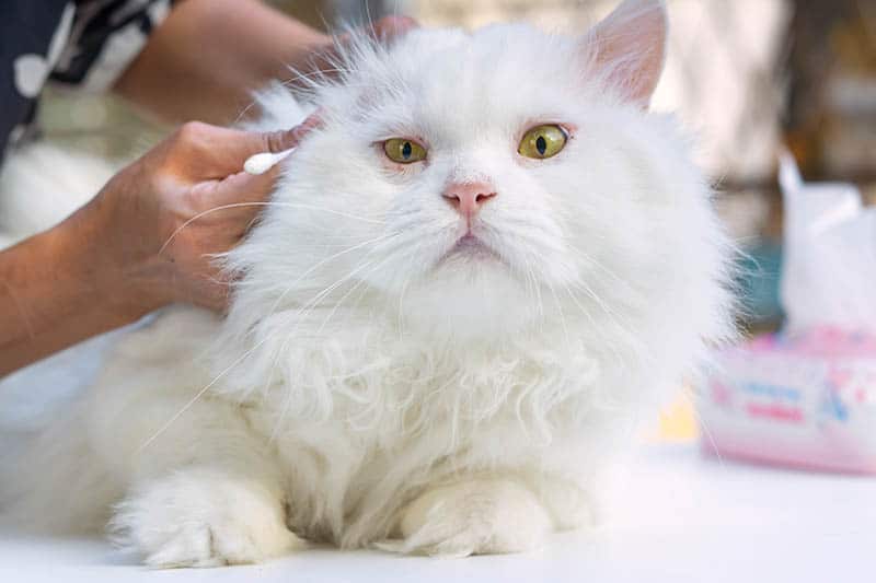 cleaning the ear of a white cat