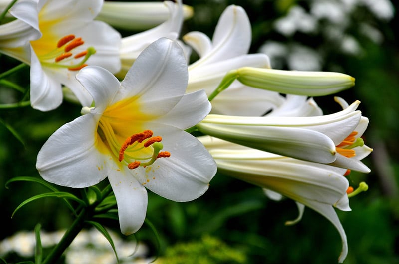 close up Christmas lilies