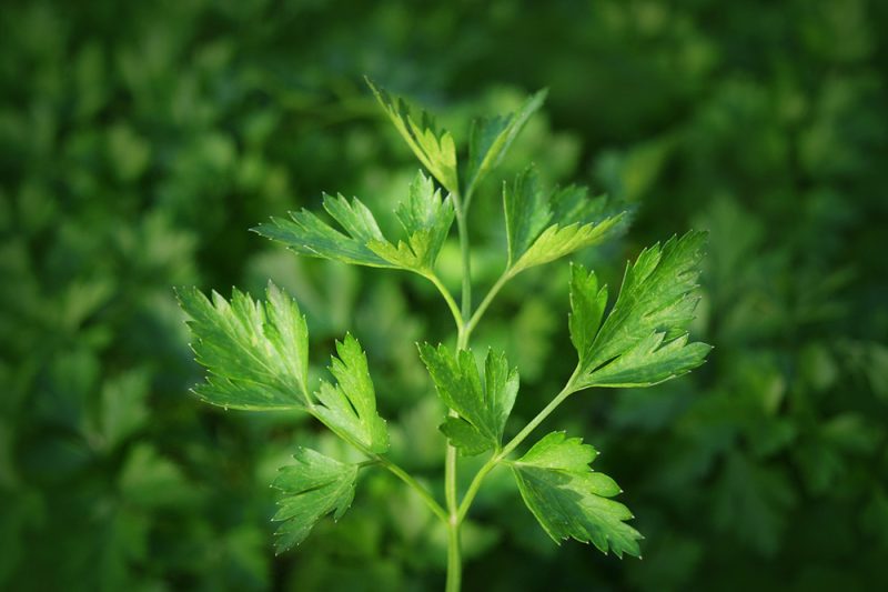 Can Cats Eat Parsley? VetVerified Facts & FAQ Catster