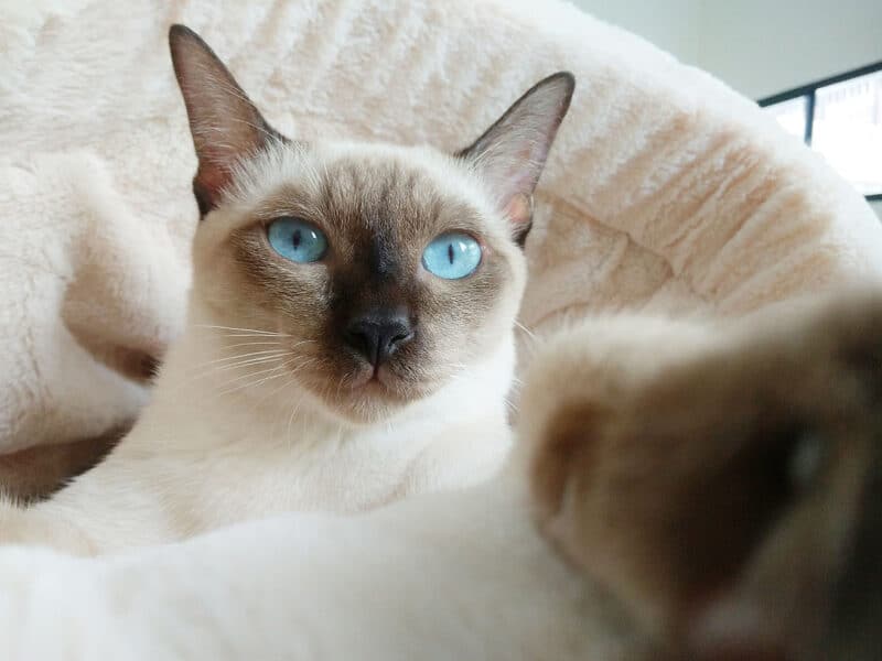 close up applehead siamese cat