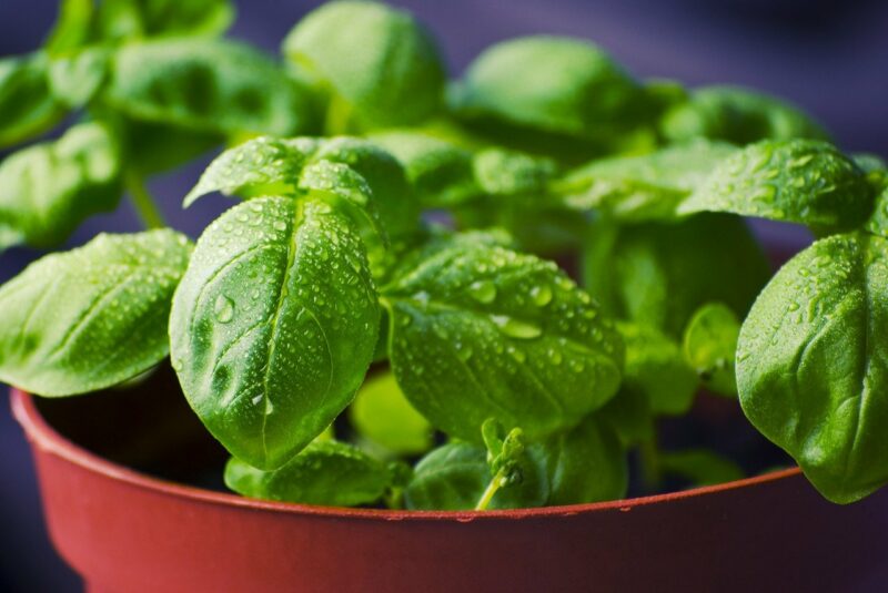 close up basil plant