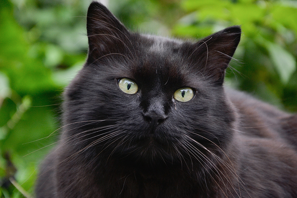 Close up black Chantilly Tiffany cat