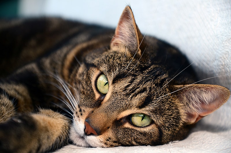 close up bronze Egyptian Mau cat