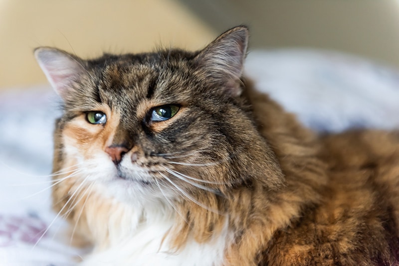 close up calico maine coon with haws syndrome