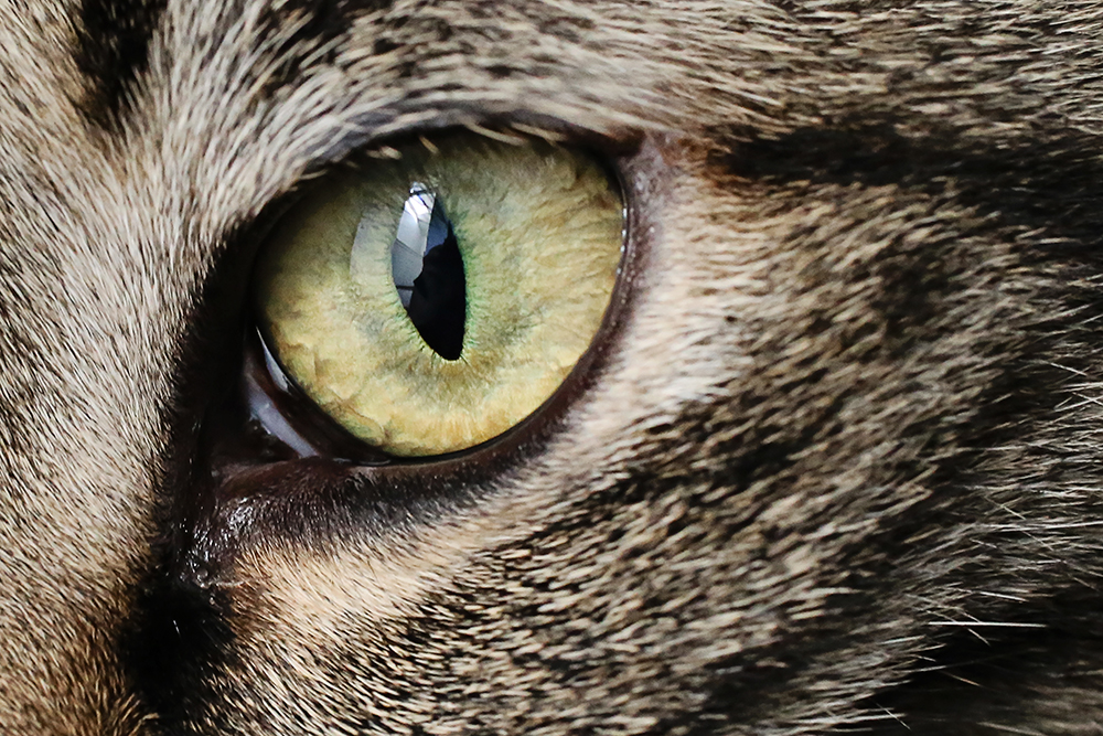 close up cat eye